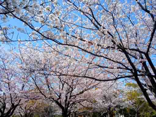 令和３年行船公園咲く桜の花�@