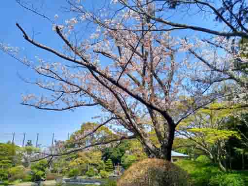 令和３年桜の花に彩られた平成庭園�E