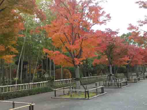 紅葉の並木道と石灯籠