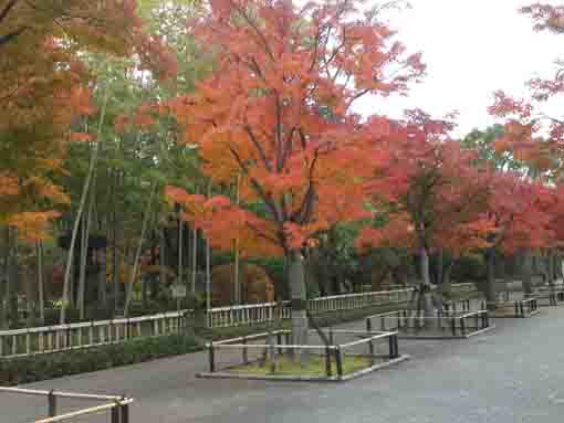 the lantern standing behind colored leaves