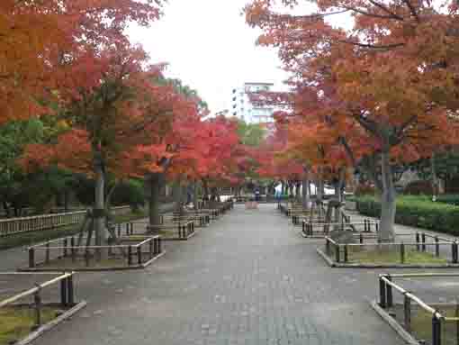 行船公園の紅葉の並木道