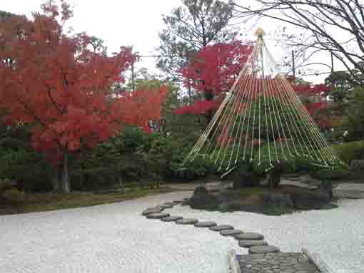 the pine tree protected by yukitsuri