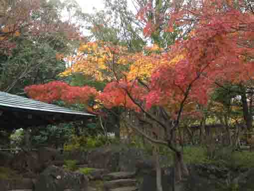colored leaves over the roof of Rinsentei