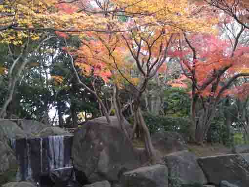 岩場の滝を彩る平成庭園の紅葉