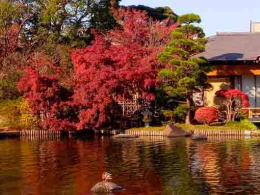 red maple leaves by the pond in Gyosen Park