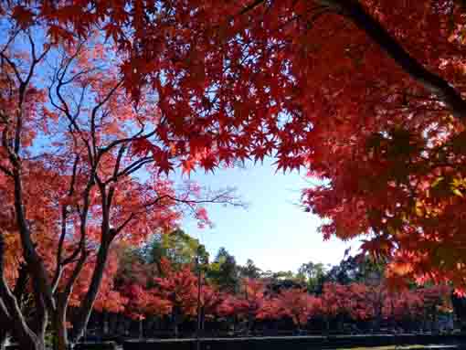 Gyosen Park in Edogawaku