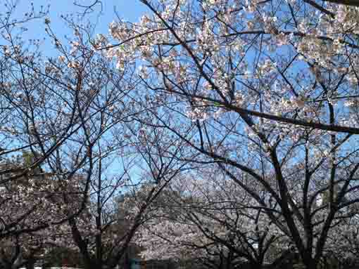 行船公園の三分咲きの桜の花