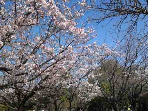 sakura in the blue sky