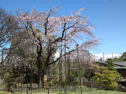 行船公園平成庭園に咲くしだれ桜