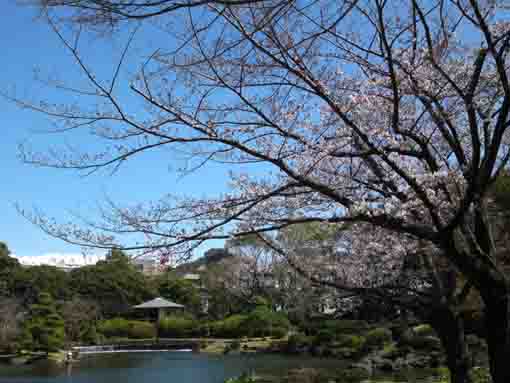 行船公園池辺に咲く桜の花