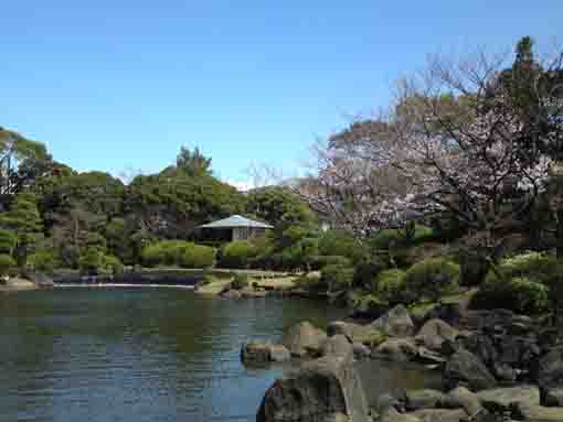潮入りの池辺に咲くソメイヨシノ
