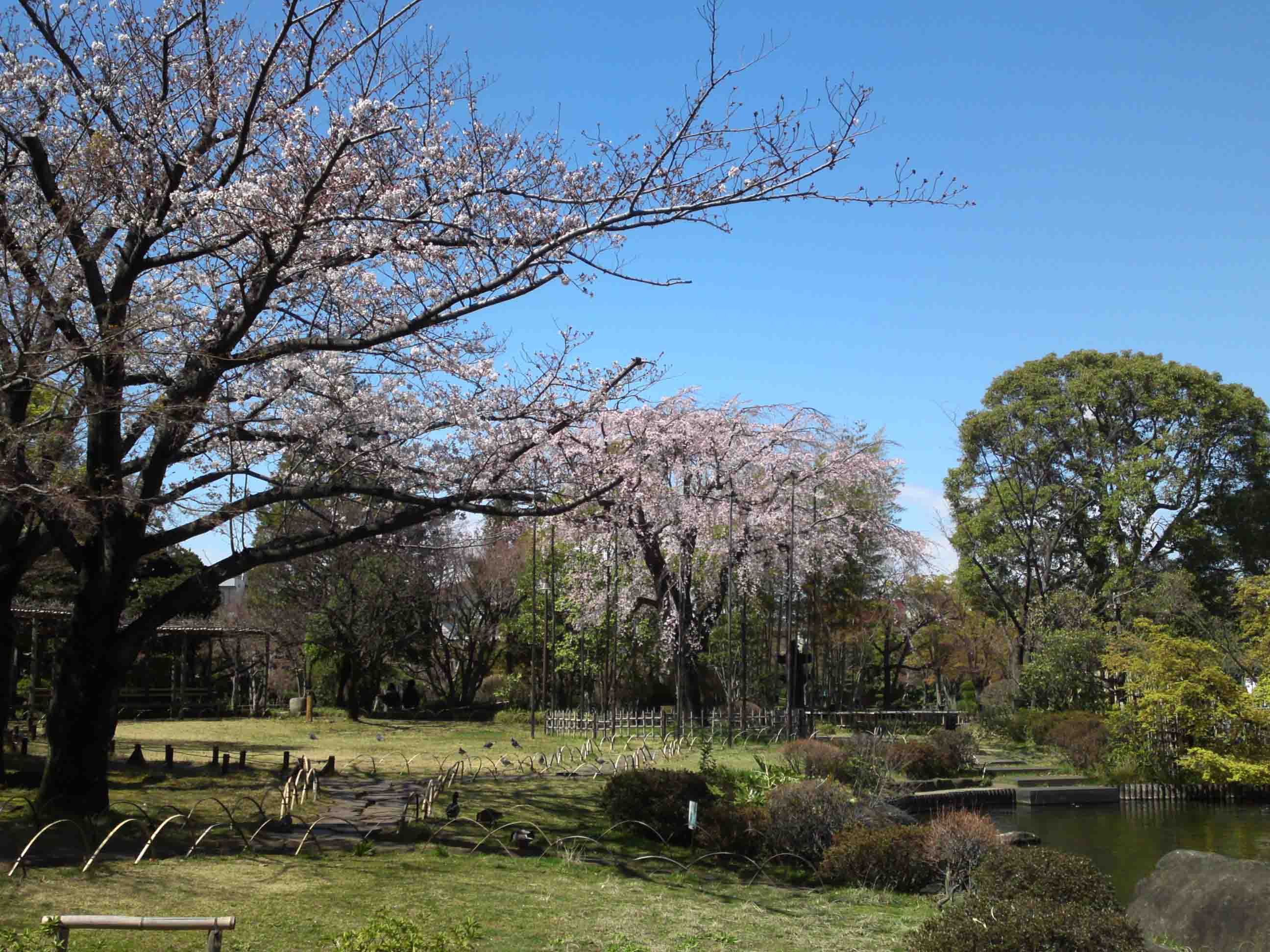 cherry blossoms in Gyosen Park