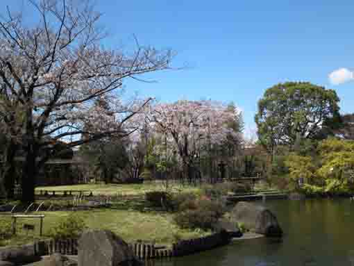 潮入りの池と行船公園のしだれ桜