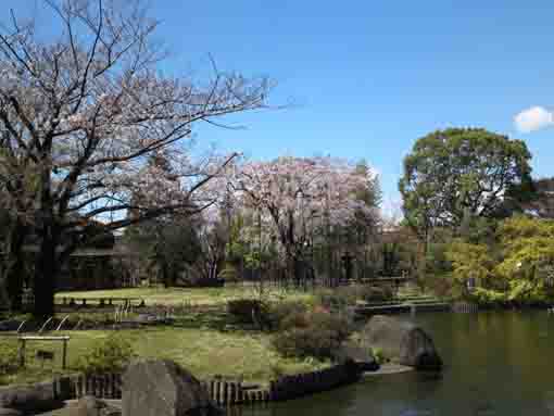 cherry blossoms by the pond