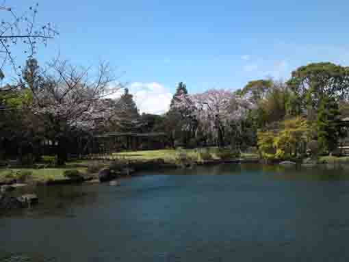 cherry blossoms over the pond