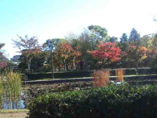 a fishing pond in Gyosen Park