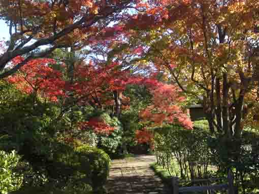 源心庵石庭中門を覆う紅葉した木々