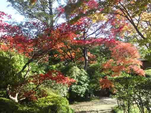 源心庵路地を彩る紅葉した木々