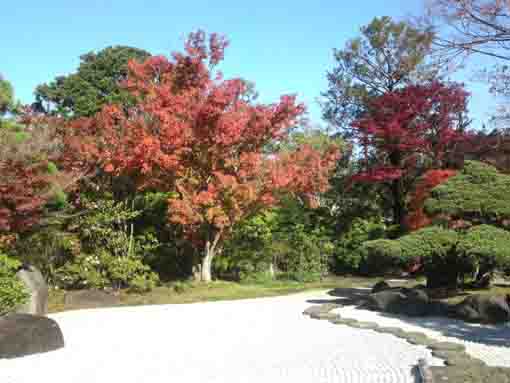 colored leaves by the stone garden