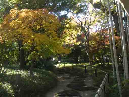 yellow maple leaves in Gyosen Park