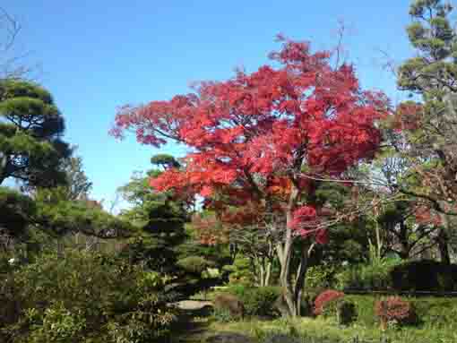 red leaves by a small river in Heise Garden