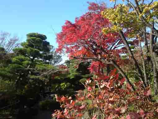 平成庭園の小川を彩る秋の風景