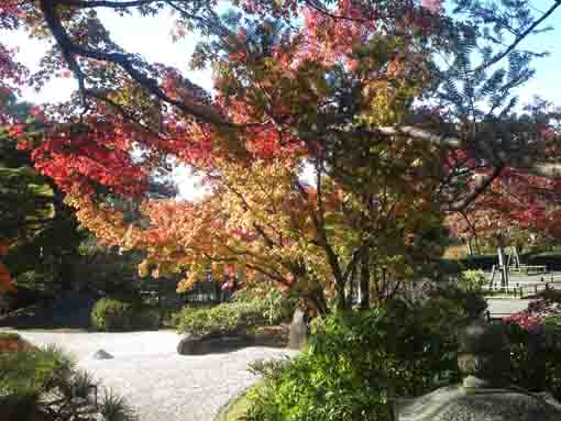 源心庵石庭を彩る紅葉した木々