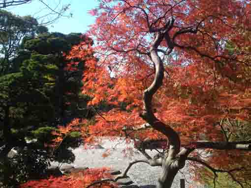 colored leaves over the stone garden