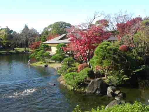 colored leaves by the pond