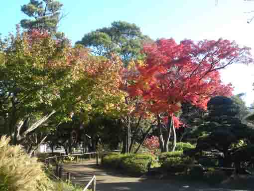 平成庭園の小川沿いの道を彩る紅葉