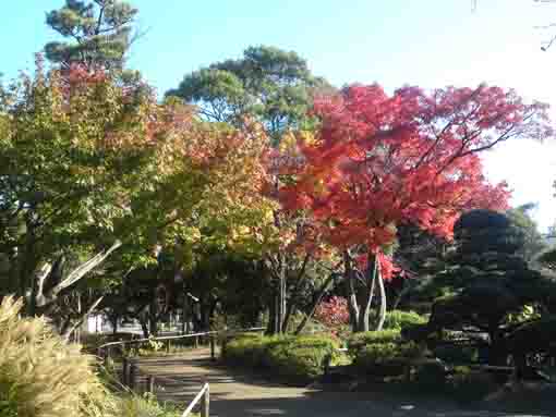 colored leaves by a path along a small river