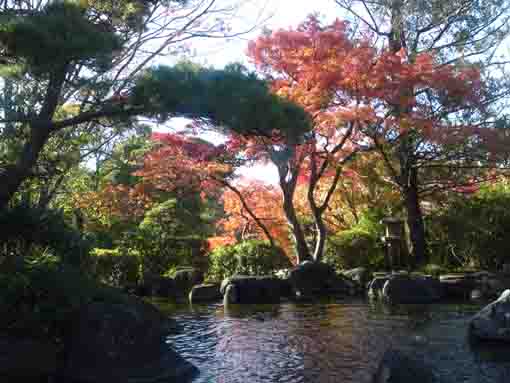 平成庭園の泉水の紅葉
