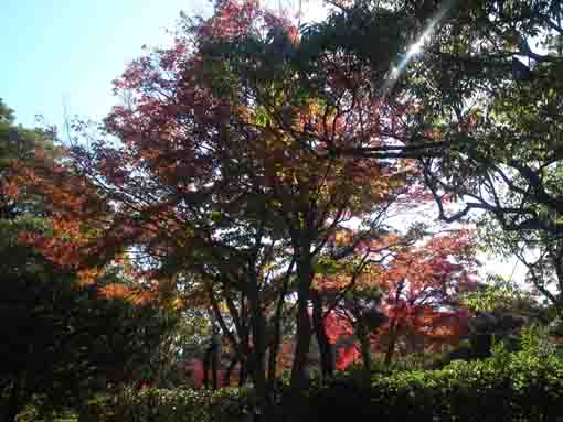 宇喜田公園から見た平成庭園の秋の風景