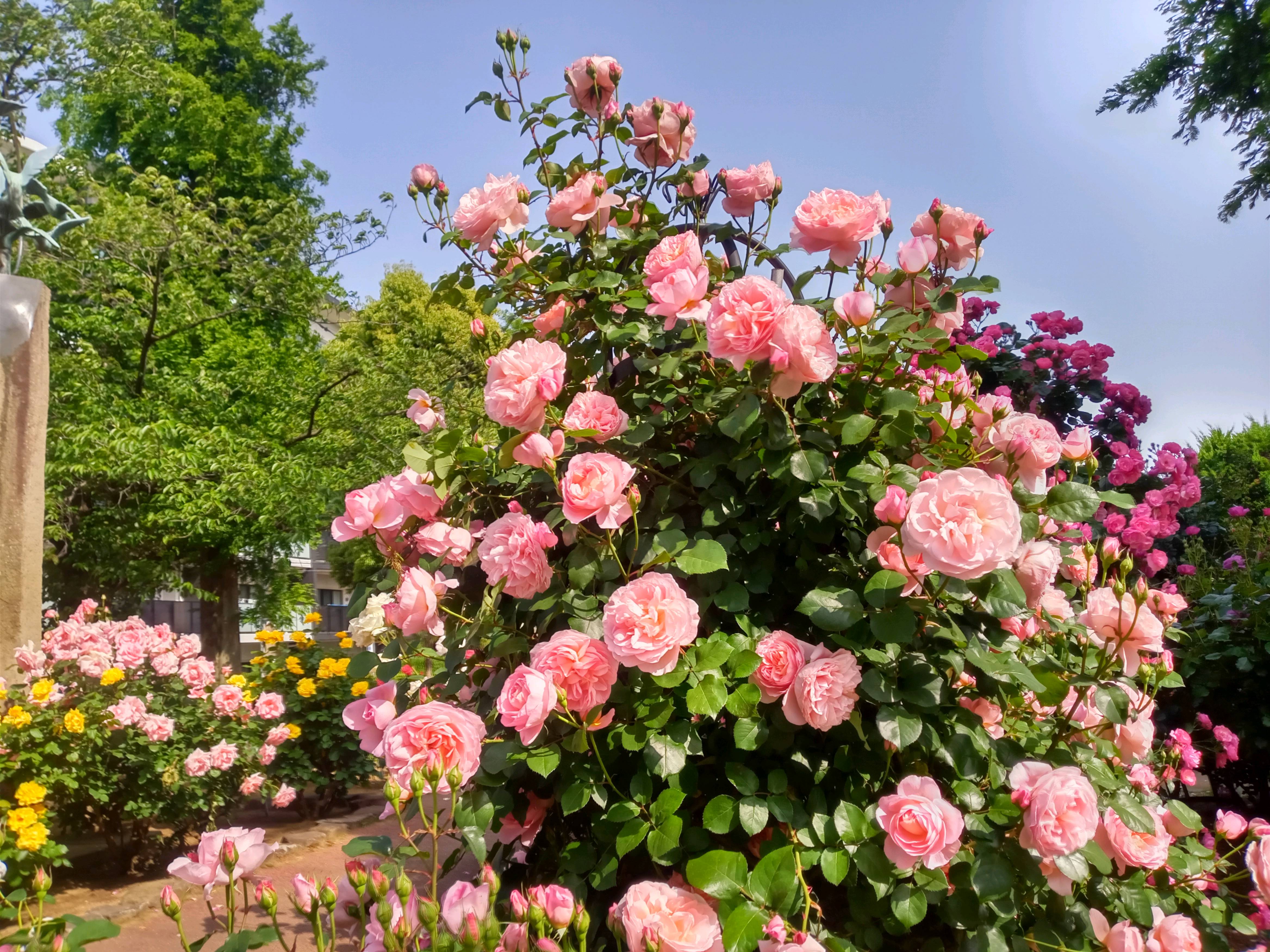 2021年行徳中央公園に咲くバラの花１