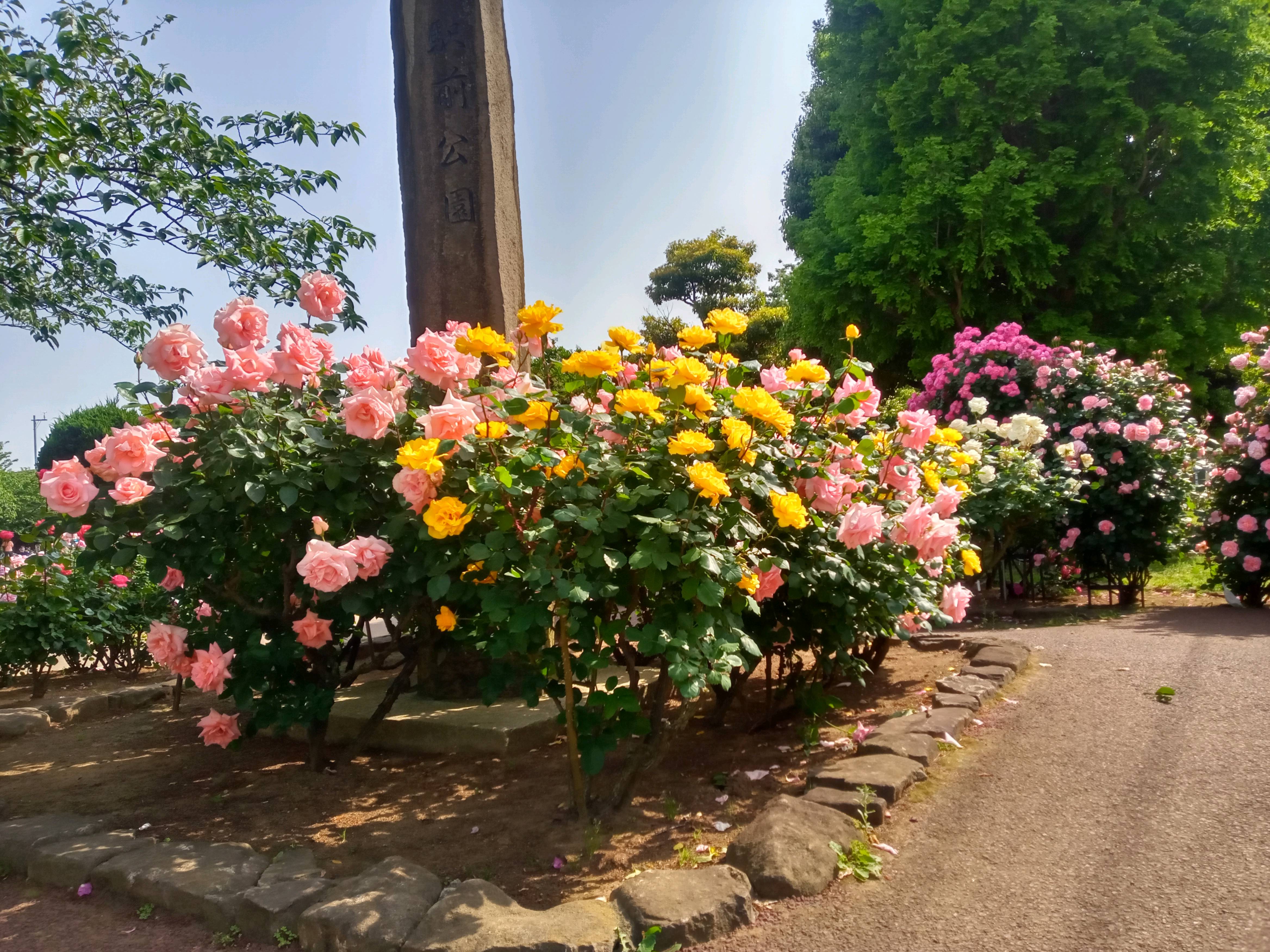 行徳中央公園のバラ園