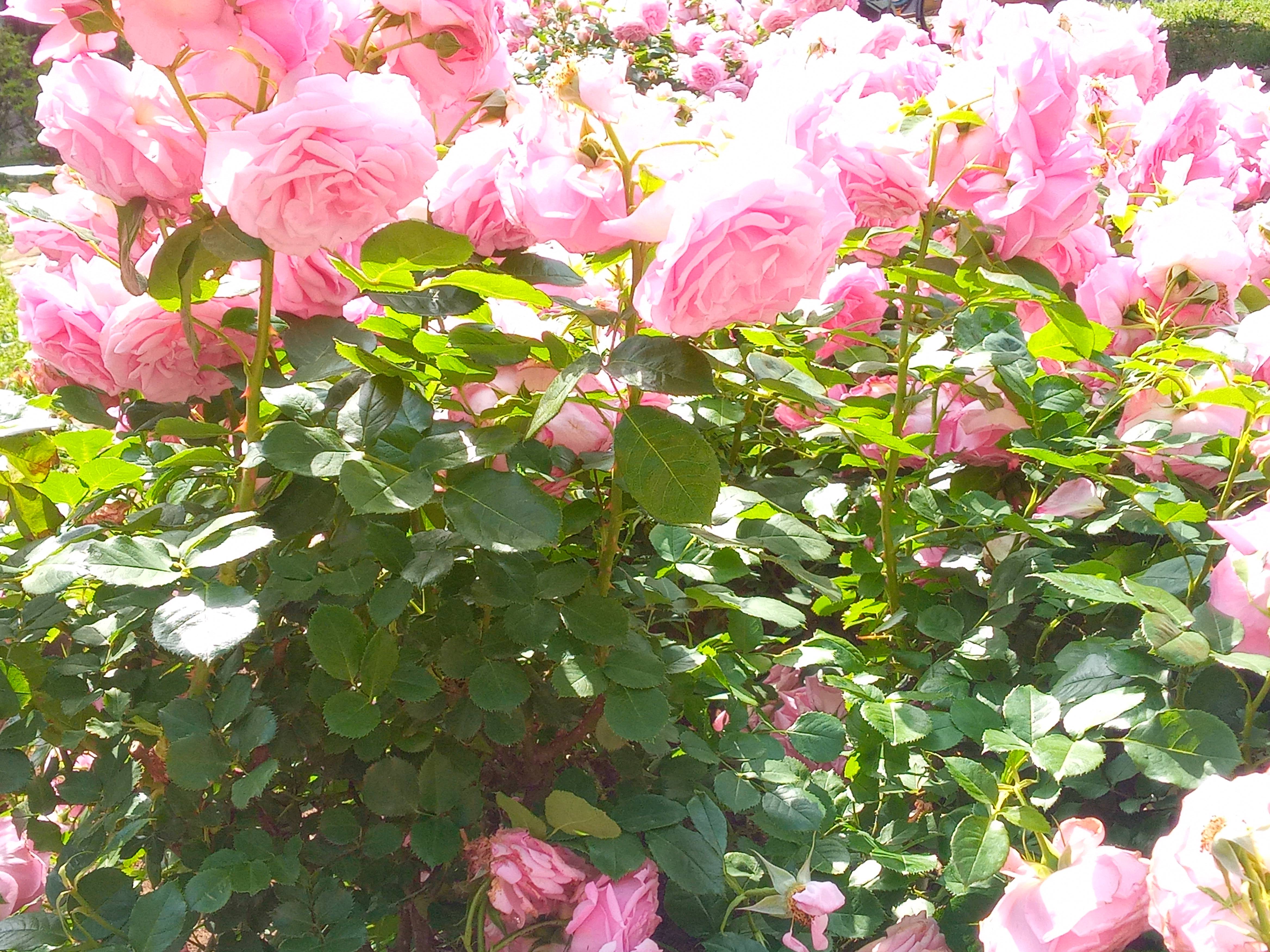 2021年行徳中央公園に咲くバラの花１４