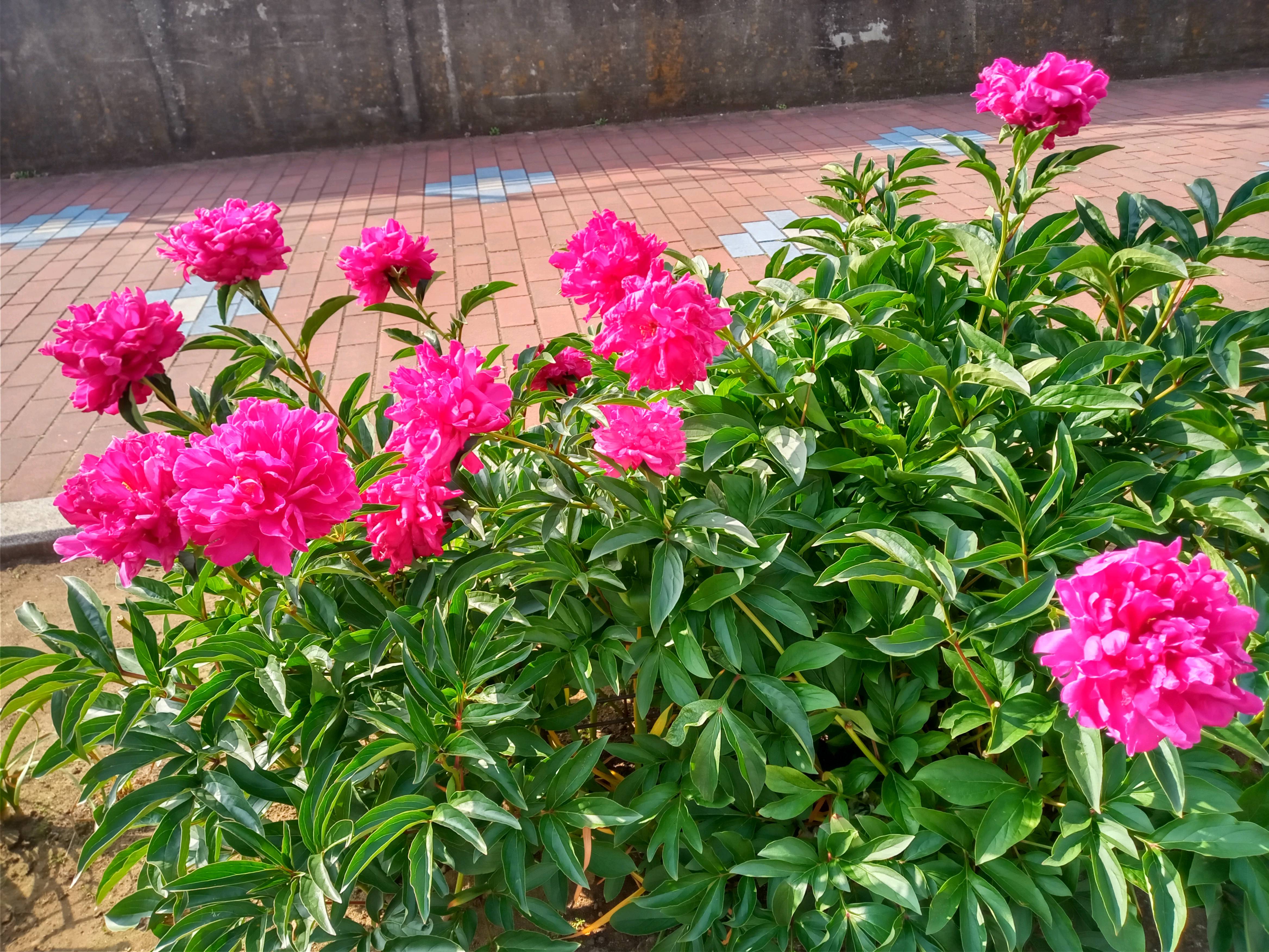 2021年旧江戸川遠藤に咲く牡丹の花１