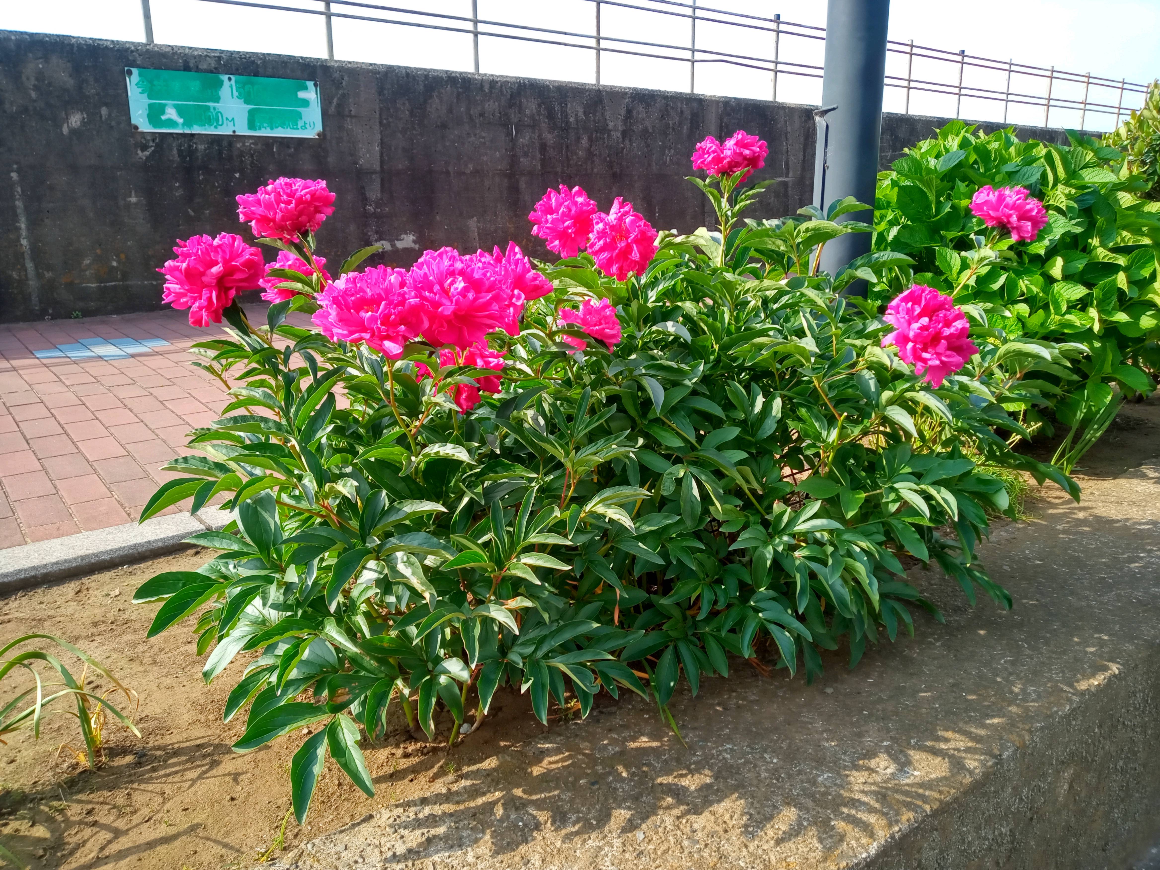 2021年旧江戸川遠藤に咲く牡丹の花３