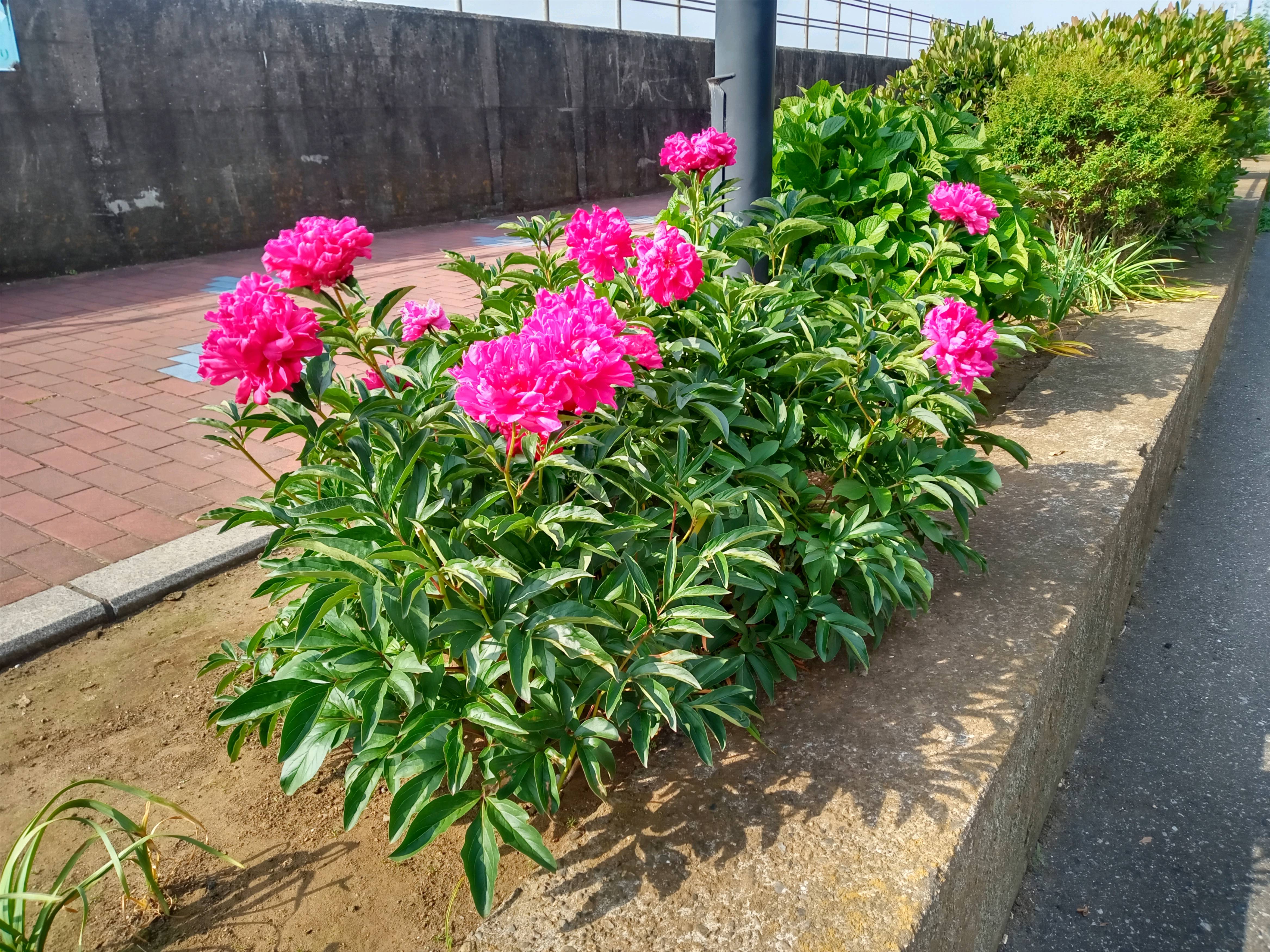 2021年旧江戸川遠藤に咲く牡丹の花４