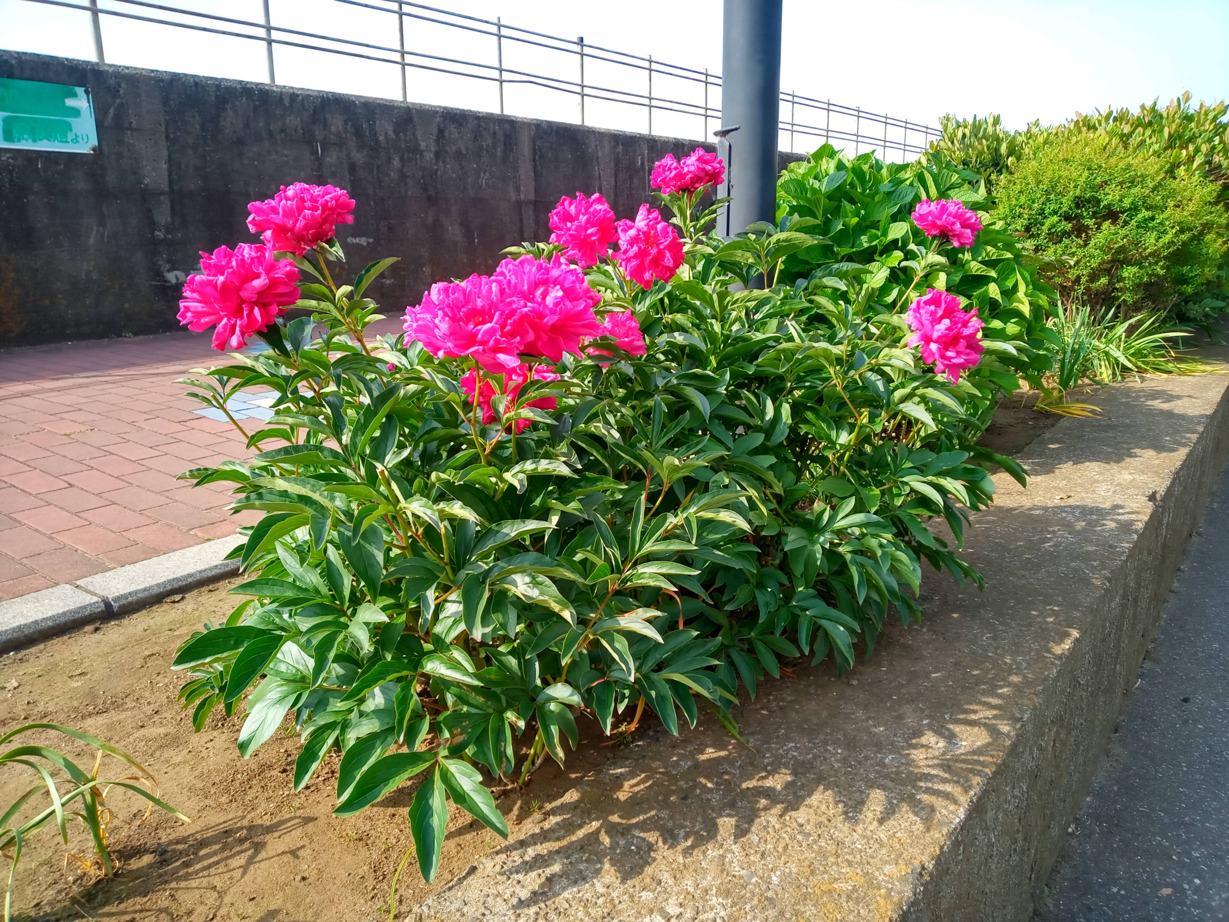 2021年旧江戸川遠藤に咲く牡丹の花５