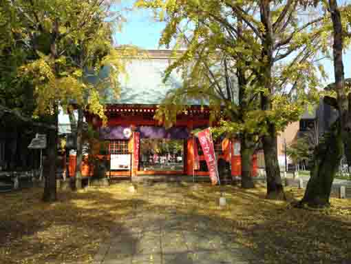 妙行寺境内に咲くマンジュシャゲ