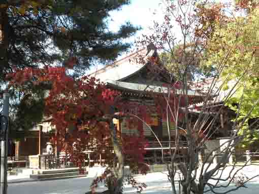 葛飾八幡宮本殿と紅葉の葉