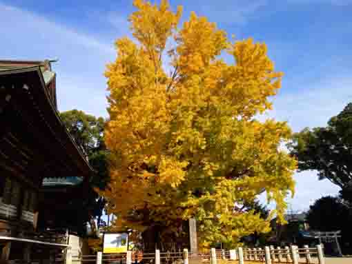 葛飾八幡宮の千本イチョウ