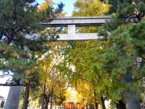 令和5年秋中山法華経寺の紅葉1