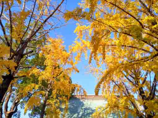令和5年秋中山法華経寺の紅葉3