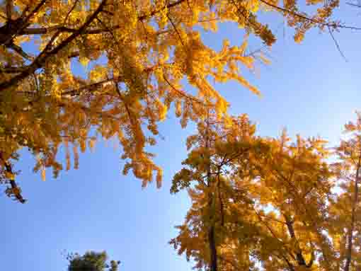 �ߘa�T�N�H���R�@�،o���̍g�t�S