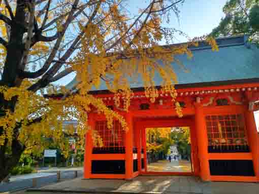 令和5年秋中山法華経寺の紅葉5