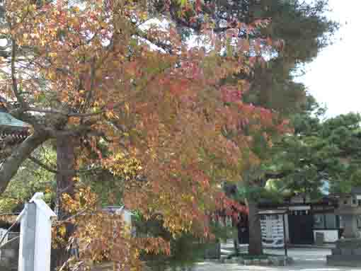 葛飾八幡宮境内の秋