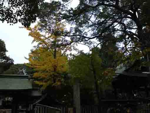 the bell tower of Katsushika Hachimangu