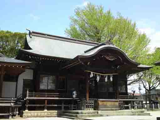 the huge gingko tree called Senbon Icho